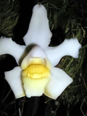 Bild von Bolea hemixantha 4